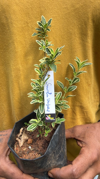 Bees Plant Hub Snow Rose Variegated (Serissa japonica) Live Plant