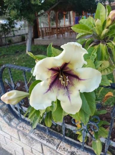 Bees Plant Hub Solandra Flowering Live Plant