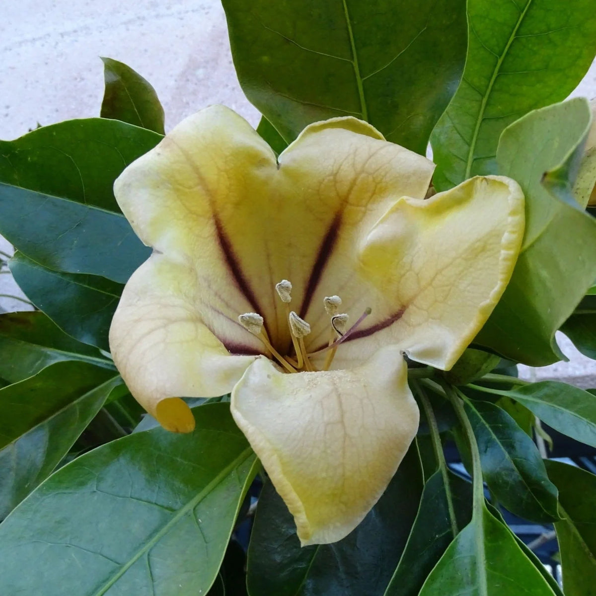 Bees Plant Hub Solandra Flowering Live Plant