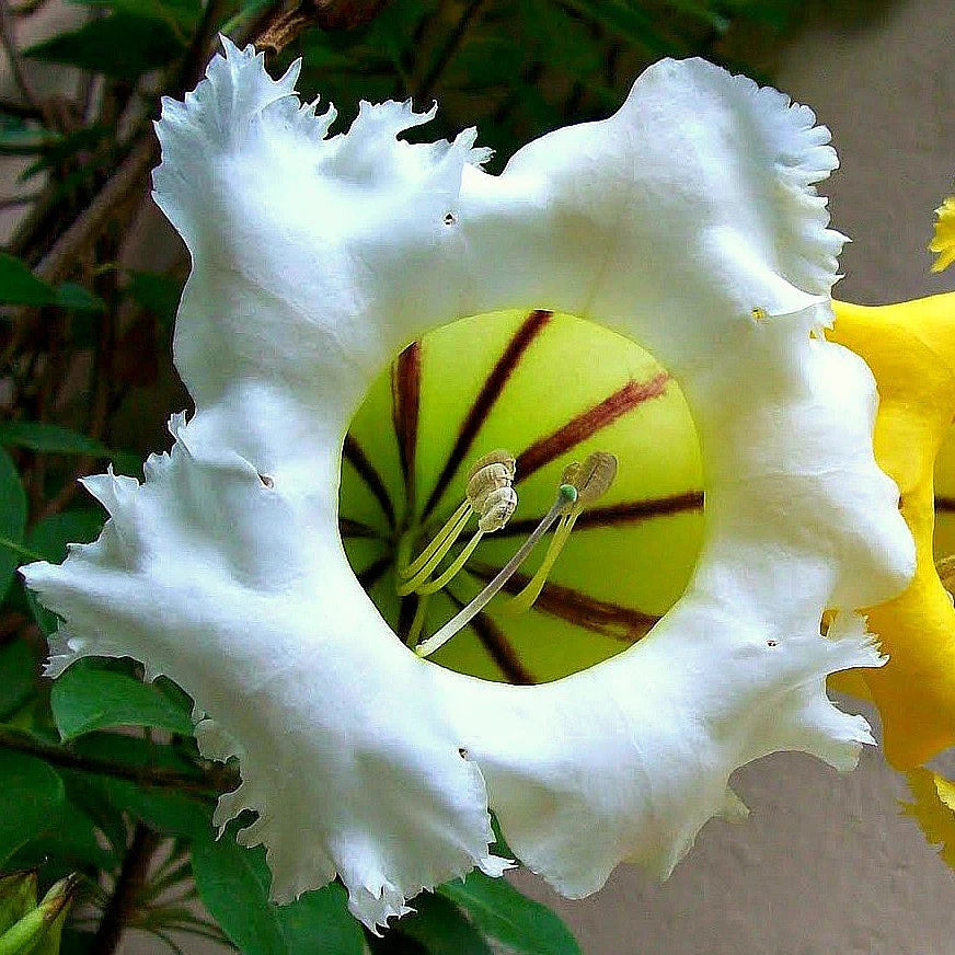 Bees Plant Hub Solandra Flowering Live Plant