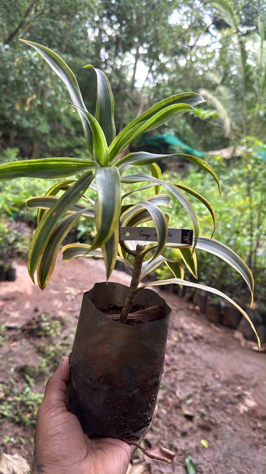 Bees Plant Hub Song of India | Indoor Plant