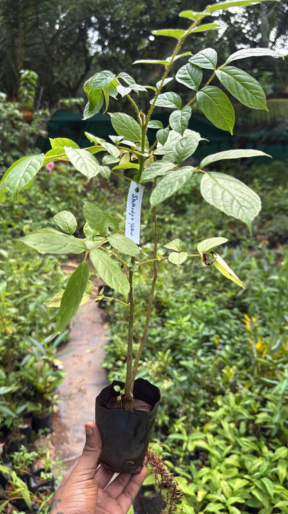 Bees Plant Hub Spathodea Campanulata Yellow (African tulip tree) Live Plant