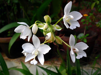 Spathoglottis plicata White Ground Orchid