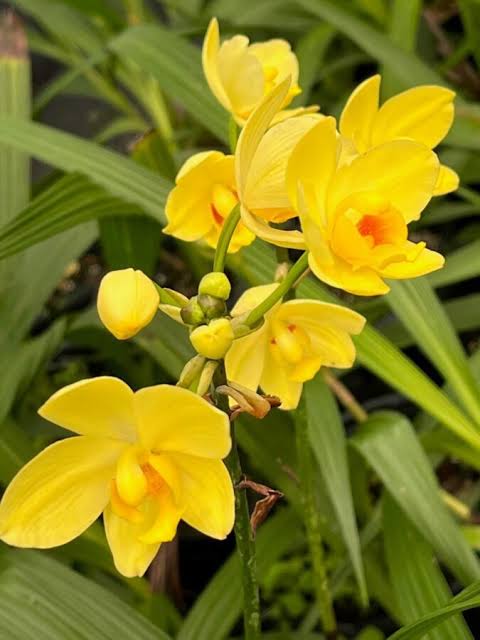 Bees Plant Hub Spathoglottis plicata Yellow Ground Orchid