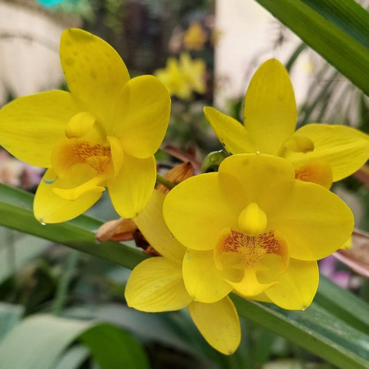 Bees Plant Hub Spathoglottis plicata Yellow Ground Orchid