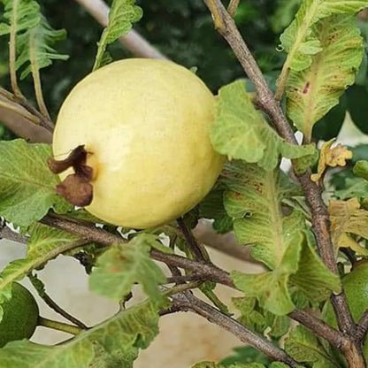 Bees Plant Hub Spring Guava (Psidium guajava) Fruit Live Plant