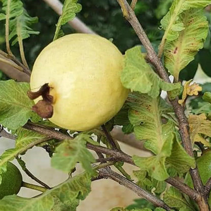 Bees Plant Hub Spring Guava (Psidium guajava) Fruit Live Plant