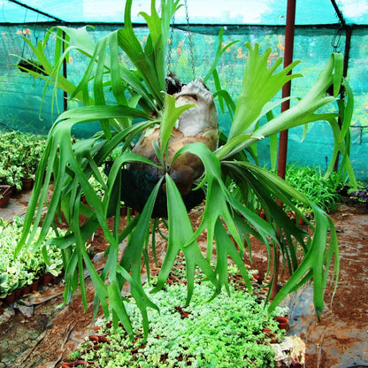 Staghorn Fern (Platycerium) – Exotic Hanging & Wall-Mounted Fern Live Plant