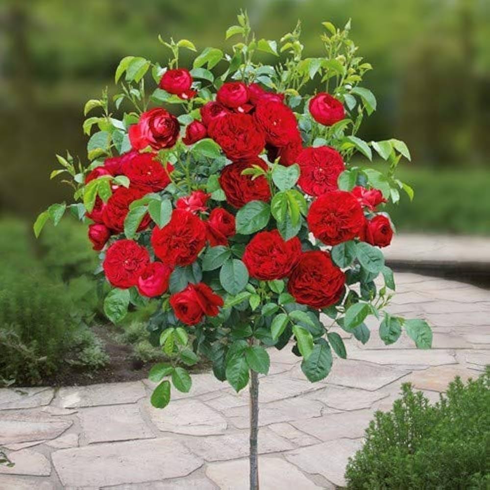 Bees Plant Hub Standard Rose Red Grafted Rare Flowering Live Plant