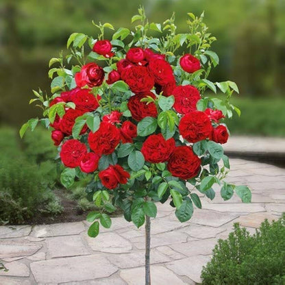 Bees Plant Hub Standard Rose Red Grafted Rare Flowering Live Plant