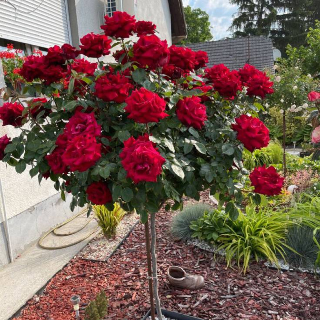 Bees Plant Hub Standard Rose Red Grafted Rare Flowering Live Plant