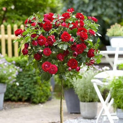 Bees Plant Hub Standard Rose Red Grafted Rare Flowering Live Plant
