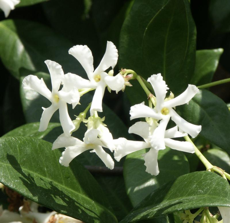 Bees Plant Hub Star Jasmine (Trachelospermum jasminoides) Rare Flowering Live Plant