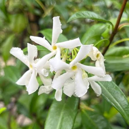 Bees Plant Hub Star Jasmine (Trachelospermum jasminoides) Rare Flowering Live Plant