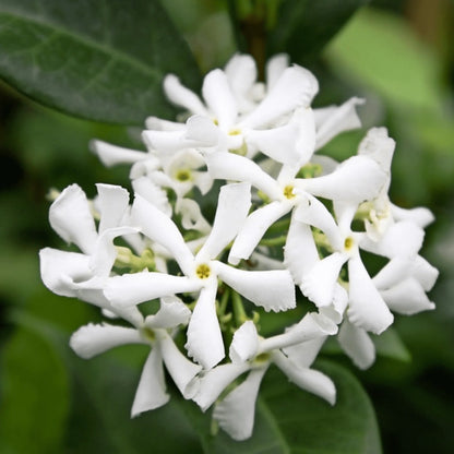 Bees Plant Hub Star Jasmine (Trachelospermum jasminoides) Rare Flowering Live Plant