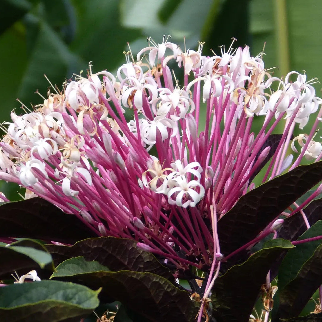 Bees Plant Hub Starburst Bush (Clerodendrum quadriloculare) Rare Flowering Live Plant