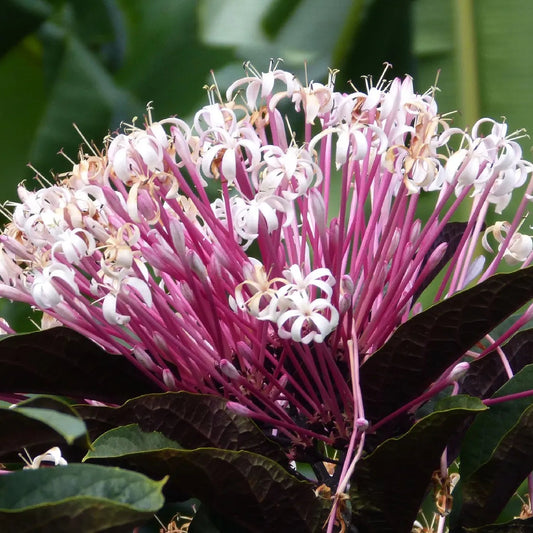 Bees Plant Hub Starburst Bush (Clerodendrum quadriloculare) Rare Flowering Live Plant