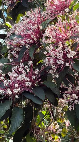 Bees Plant Hub Starburst Bush (Clerodendrum quadriloculare) Rare Flowering Live Plant