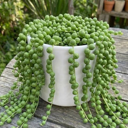 Bees Plant Hub String of Pearls (Senecio rowleyanus) Succulent Live Plant