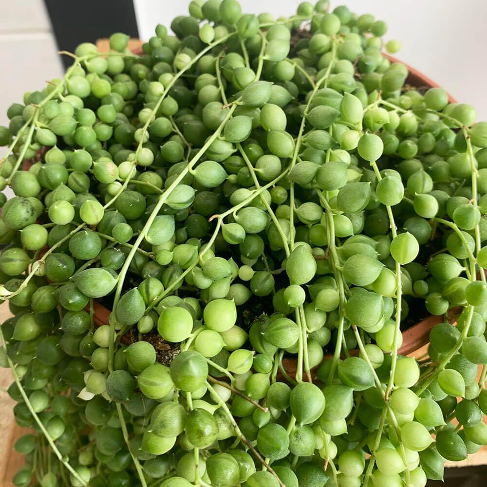 Bees Plant Hub String of Pearls (Senecio rowleyanus) Succulent Live Plant