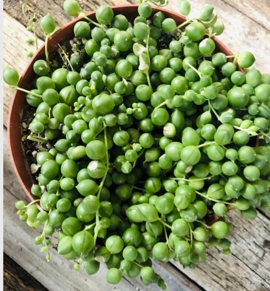 Bees Plant Hub String of Pearls (Senecio rowleyanus) Succulent Live Plant