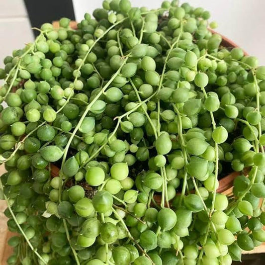 Bees Plant Hub String of Pearls (Senecio rowleyanus) Succulent Live Plant