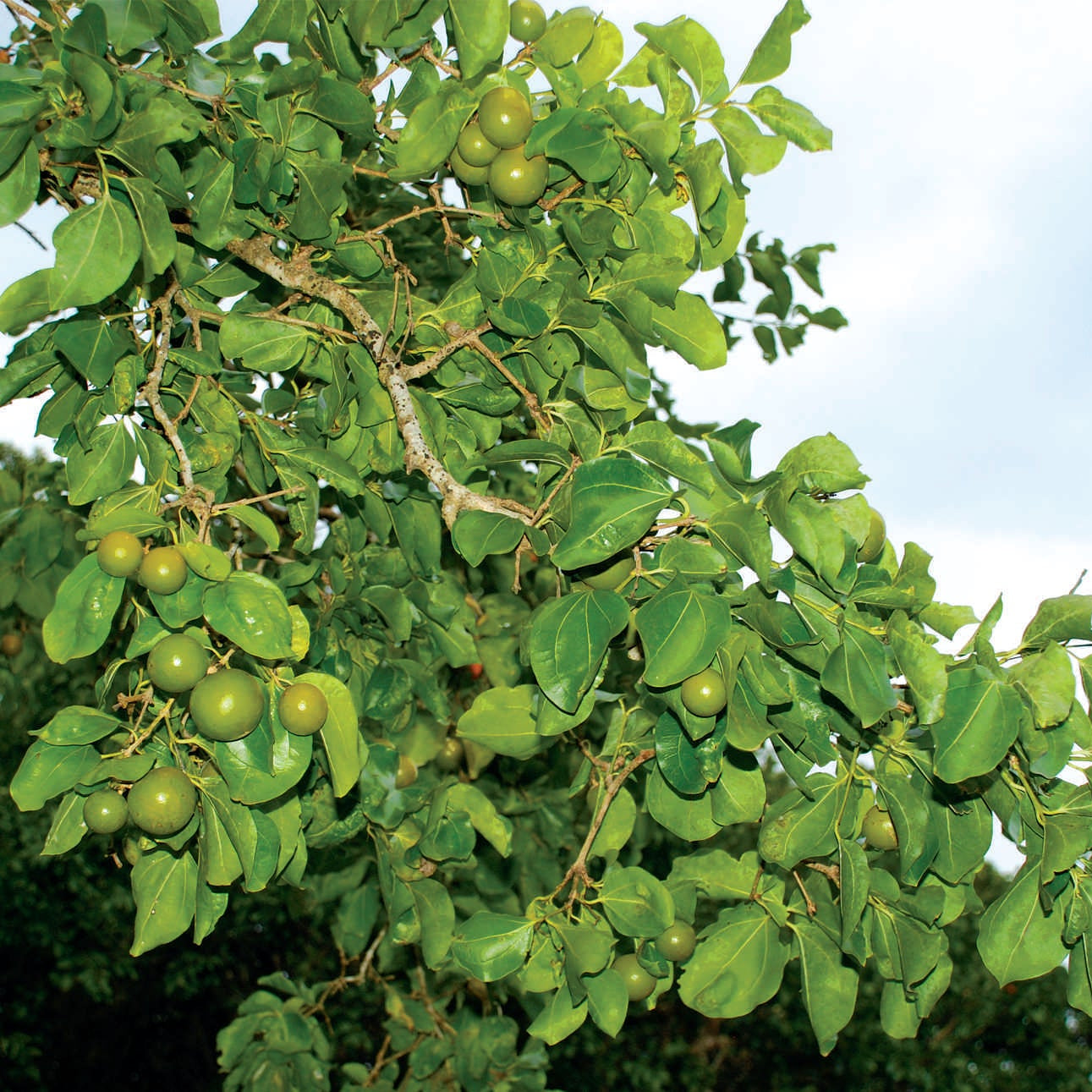 Ashwini Nakshatra Trees (Kaanjiram- Strychnos nux vomica)