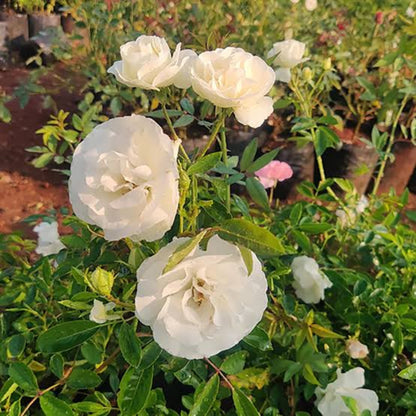 Bees Plant Hub Summer Snow Rose Grafted Live Plant