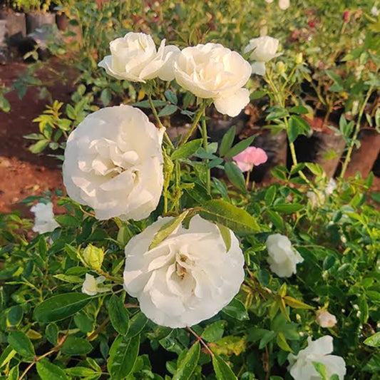 Bees Plant Hub Summer Snow Rose Grafted Live Plant