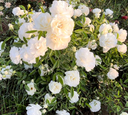 Bees Plant Hub Summer Snow Rose Grafted Live Plant