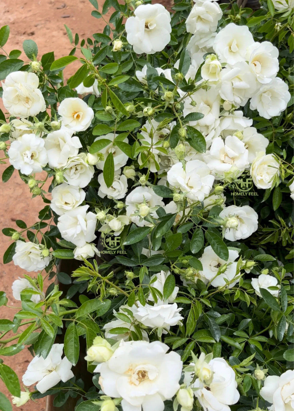 Bees Plant Hub Summer Snow Rose Grafted Live Plant