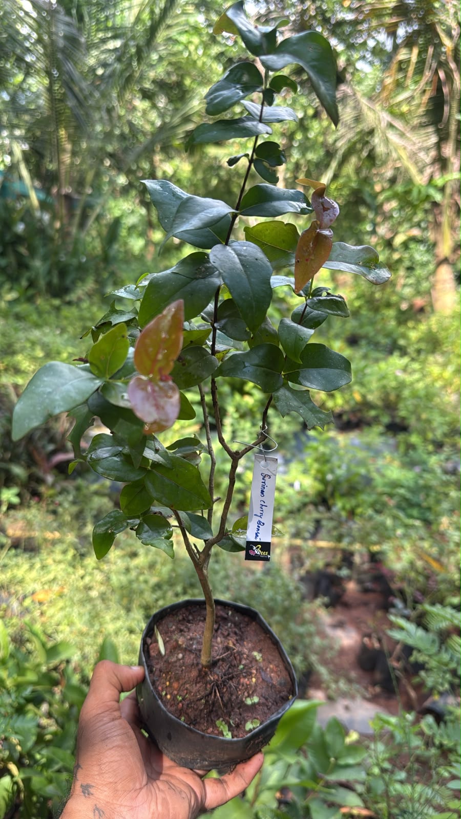 Bees Plant Hub Surinam cherry  Bonsai Tree  Live Plant