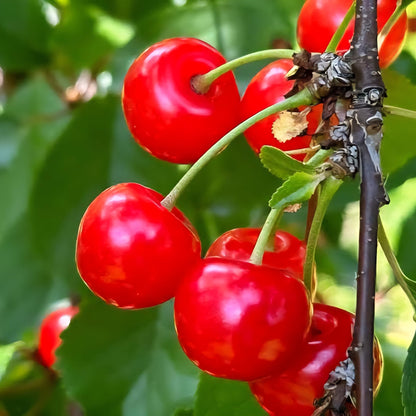 Bees Plant Hub Sweet Western Cherry (Prunus avium) Fruit Live Plant