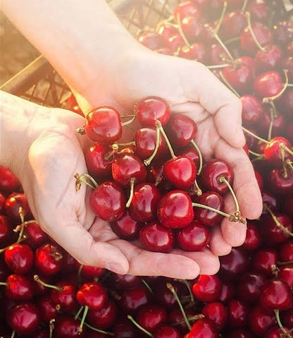 Bees Plant Hub Sweet Western Cherry (Prunus avium) Fruit Live Plant