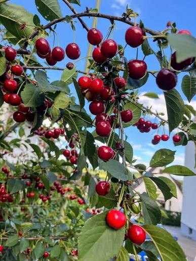 Bees Plant Hub Sweet Western Cherry (Prunus avium) Fruit Live Plant