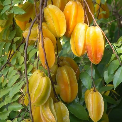 Bees Plant Hub Sweet Vareity Star Fruit / Carambola Grafted Live Plant (Averrhoa Carambola)