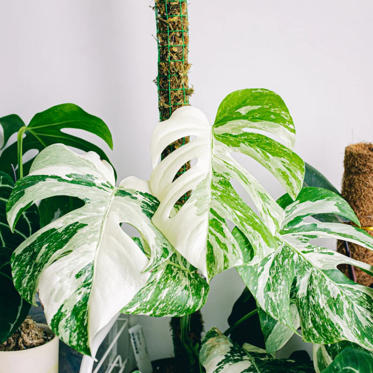 Swiss Cheese (Monstera deliciosa) Variegated Indoor / Outdoor Live Plant