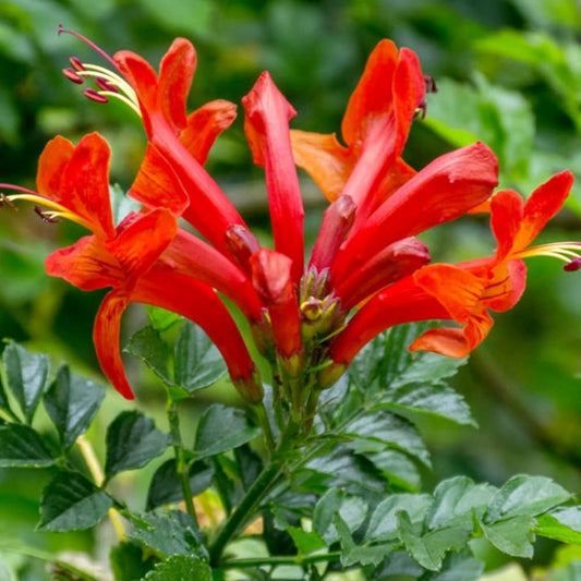 Bees Plant Hub Tecoma Red Rare All Time Flowering Live Plant