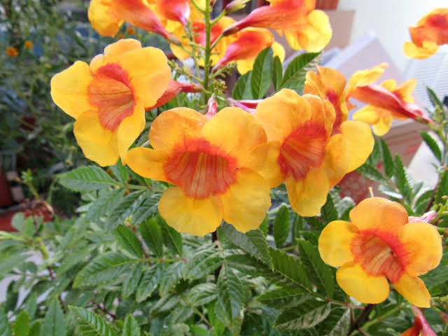 Bees Plant Hub Tecoma Sparky Rare All Time Flowering Live Plant