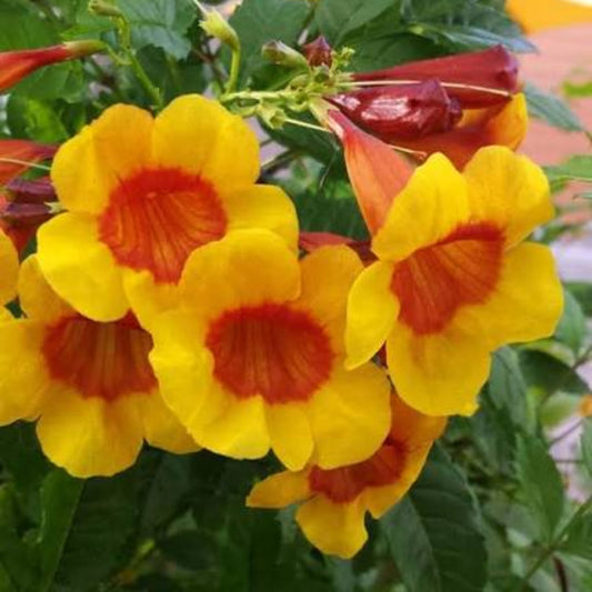 Bees Plant Hub Tecoma Sparky Rare All Time Flowering Live Plant
