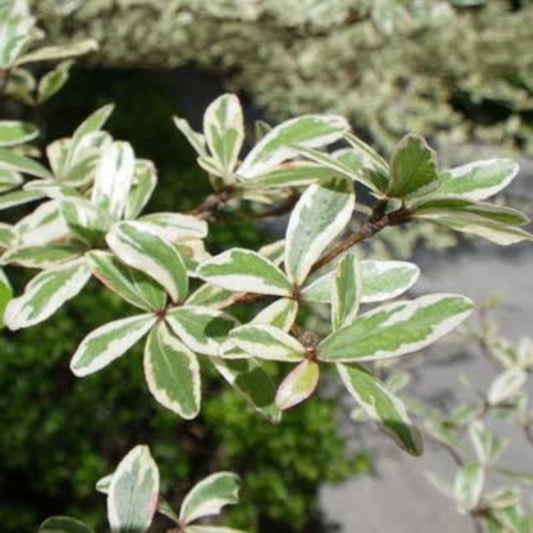Bees Plant Hub Terminalia Mantaly Variegated (Madagascar Almond) Ornamental Live Plant