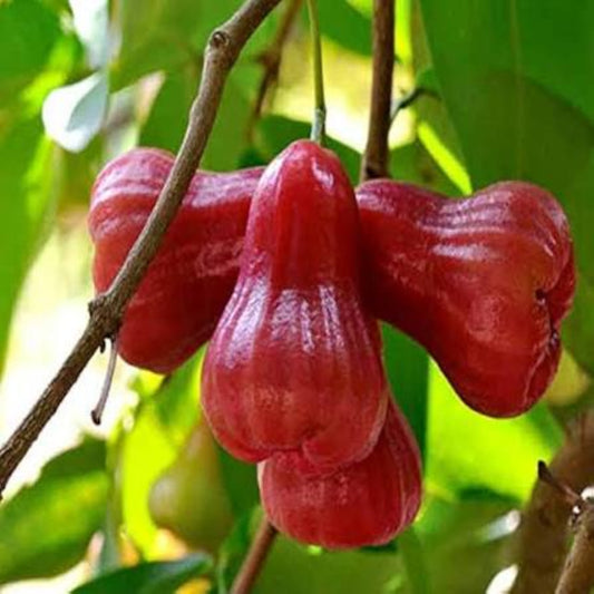 Bees Plant Hub Thai Red Chamba Live Plant (Syzygium samarangense)