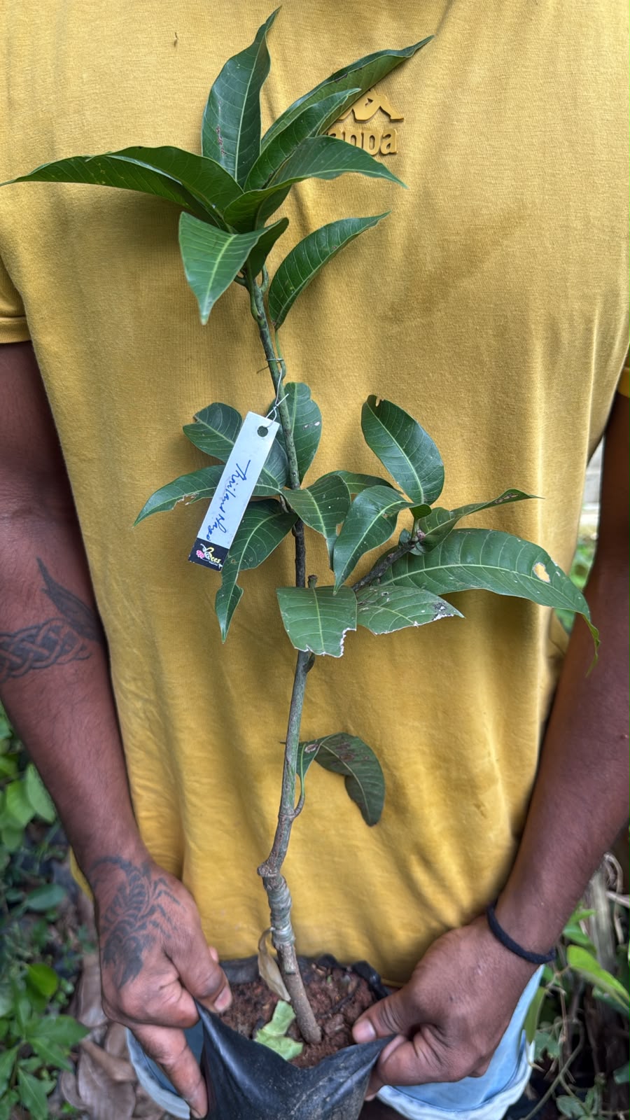 Bees Plant Hub Thailand All Season Mango Grafted Live Plant