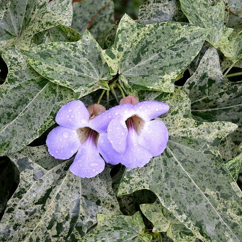 Bees Plant Hub Variegated Thunbergia Grandiflora Vine Live Plant