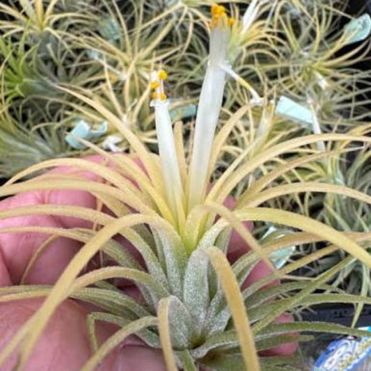 Bees Plant Hub Tillandsia Druid White (Air Plant)