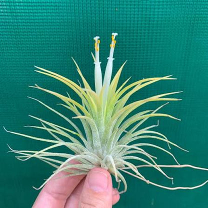 Bees Plant Hub Tillandsia Druid White (Air Plant)