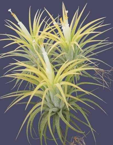 Bees Plant Hub Tillandsia Druid White (Air Plant)