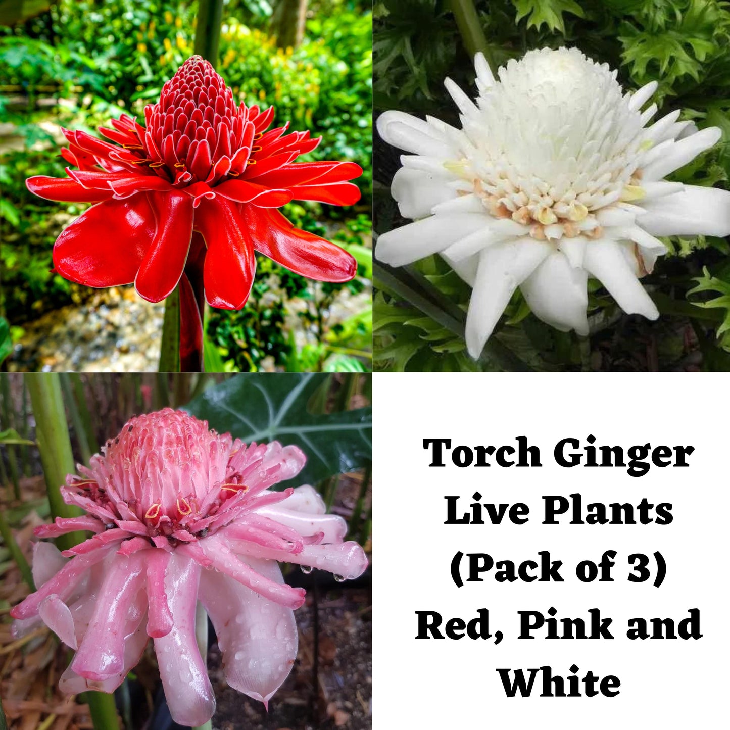 Torch Ginger Live Plants (Pack of 3) Red, Pink and White
