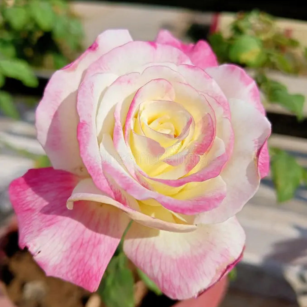 Bees Plant Hub Tricolour Rose Highly Fragrant Rare Live Plant