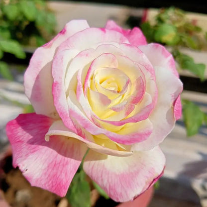 Bees Plant Hub Tricolour Rose Highly Fragrant Rare Live Plant